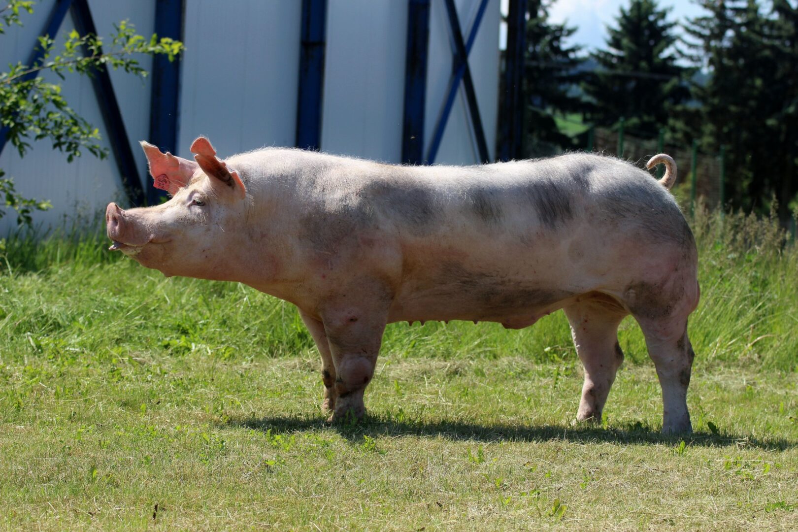 Linie prasat do „C“pozice Náš chov vše o chovu hospodářských zvířat