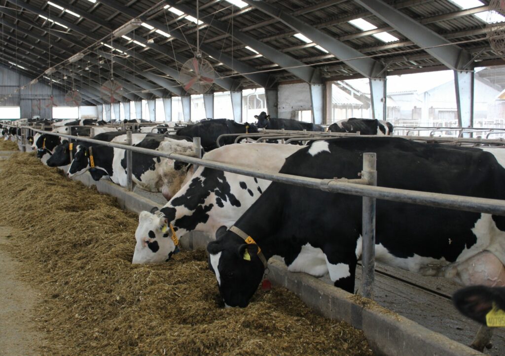 Jen z dobře odchované jalovice vyroste kvalitní dojnice