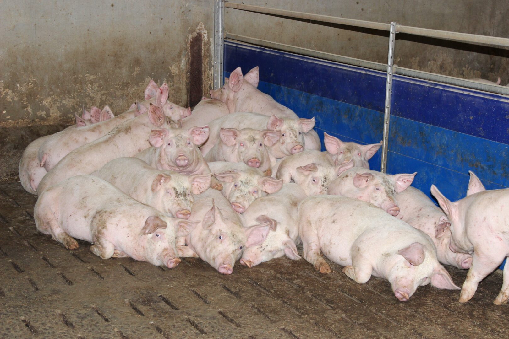 Chov prasat v ekonomických souvislostech Náš chov vše o chovu