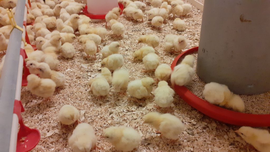 Výkrmový test brojlerových kuřat