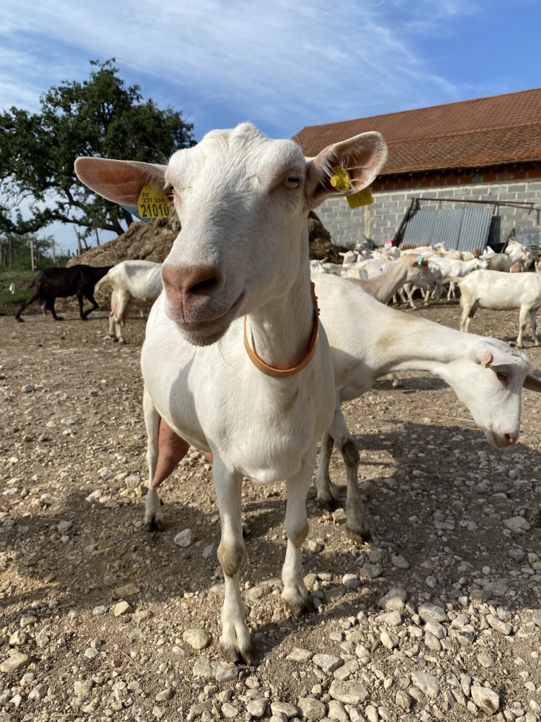 V základním stádu jsou hlavně kozy sánské, ale i kříženci s kozou pyrenejskou