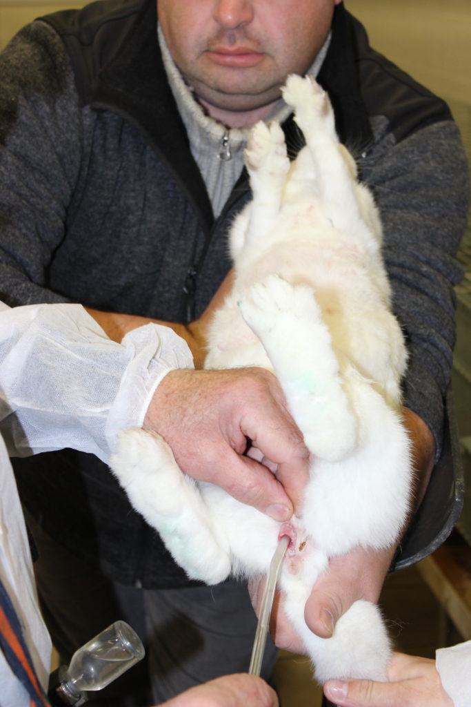 V intenzivních chovech se samice králíků inseminují