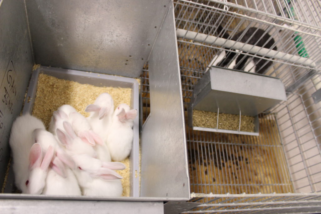 Klece pro samice využívané v intenzivních chovech brojlerových králíků