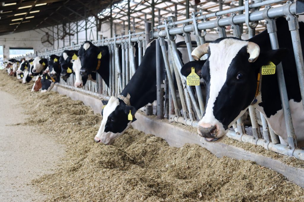 Provoz živočišné výroby reprezentuje celkem 1100 dojnic