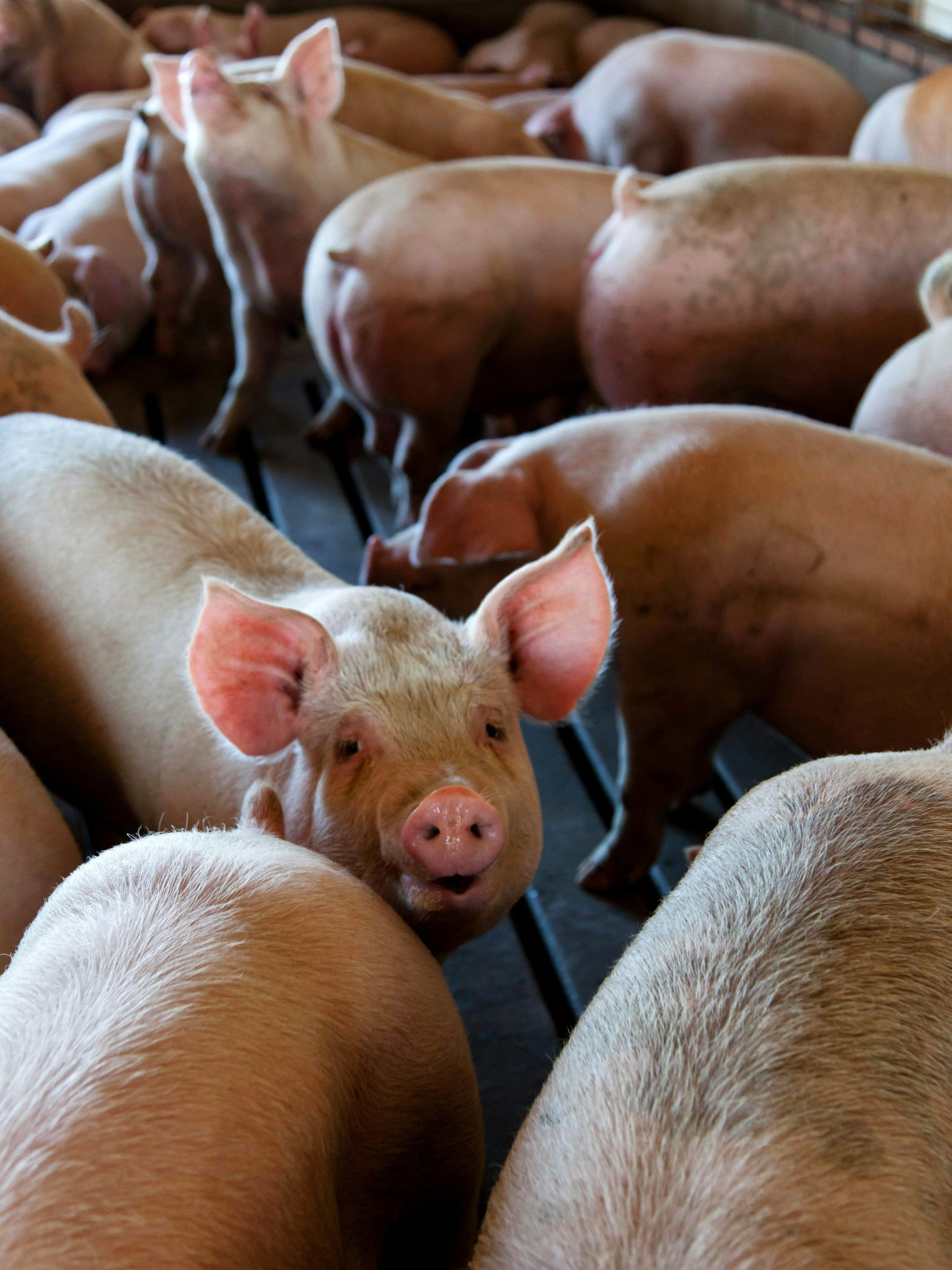 Welfare prasat podle tzv. pěti svobod Náš chov vše o chovu