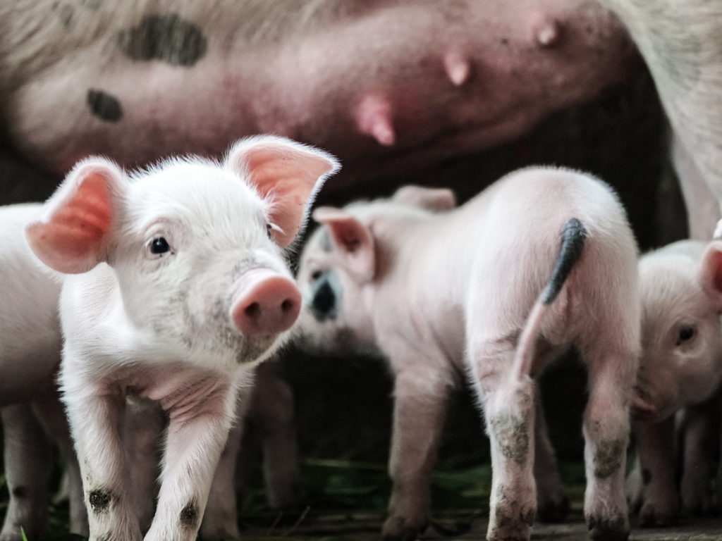 Nejčastějšími důvody úhynu selat před odstavem jsou zalehnutí, nízká životaschopnost a hladovění