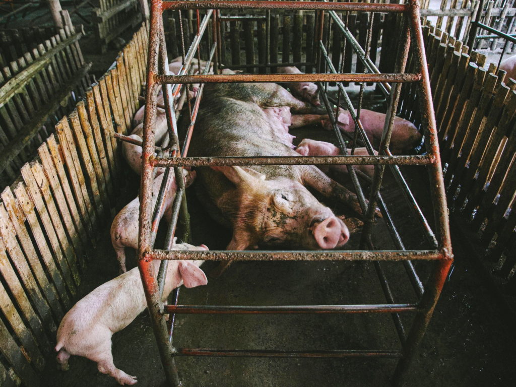 Navzdory vědeckým faktům v oblasti welfare zvířat, je na farmách po celém světě stále normou mnoho sporných praktik