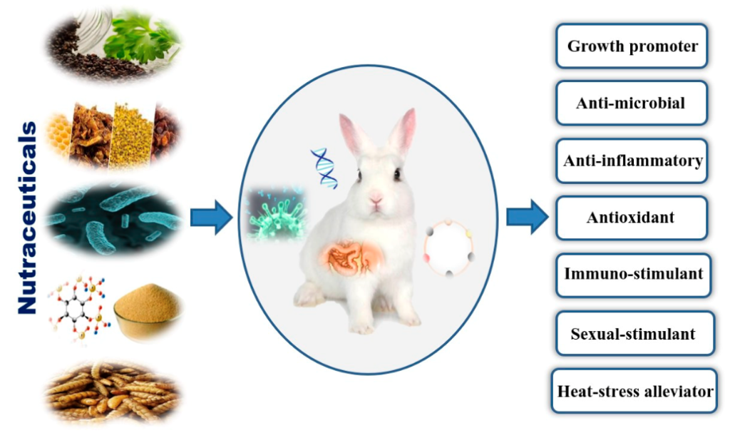 Schéma znázorňující vybraná nutraceutika přidávaná do diety králíků a jejich vliv na zvířata (El-Sabrout et al., 2023)