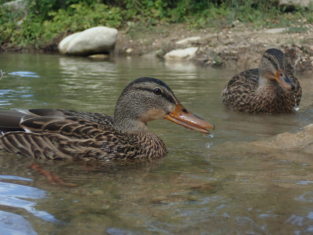 Virus ptačí chřipky nejčastěji šíří vodní ptáci - u nás to jsou kachny divoké
