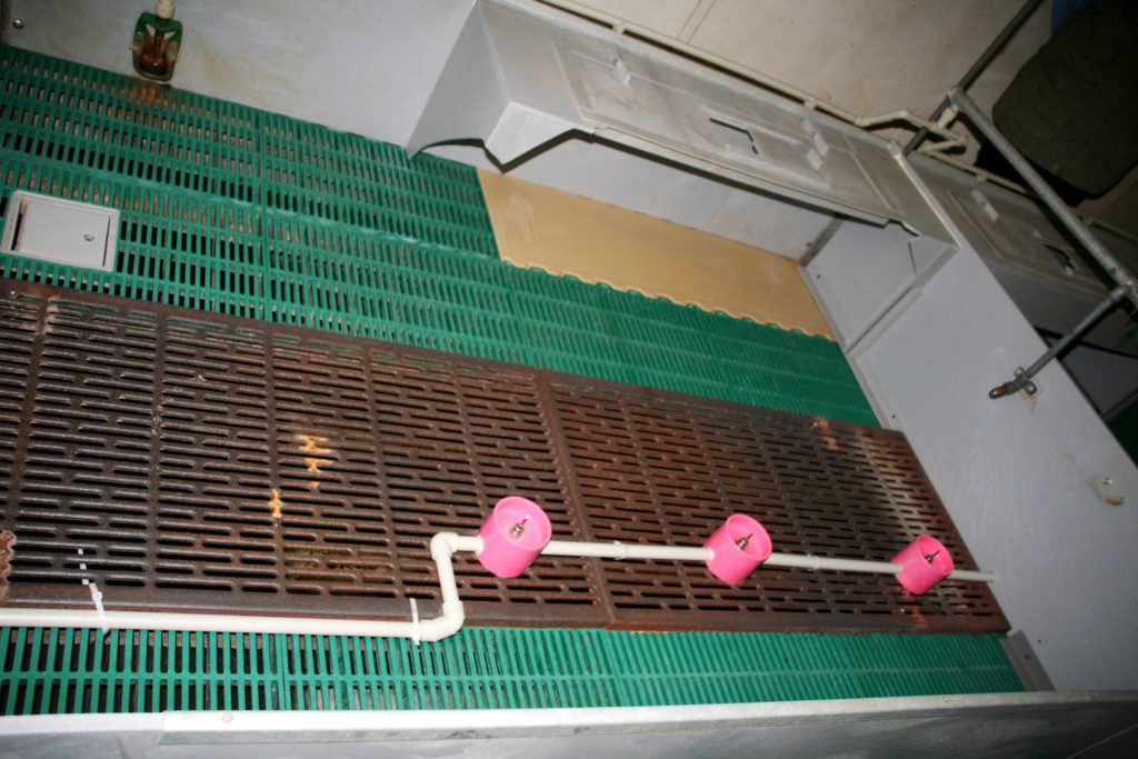 Jedna z technologických  variant pro mléčný příkrm selat