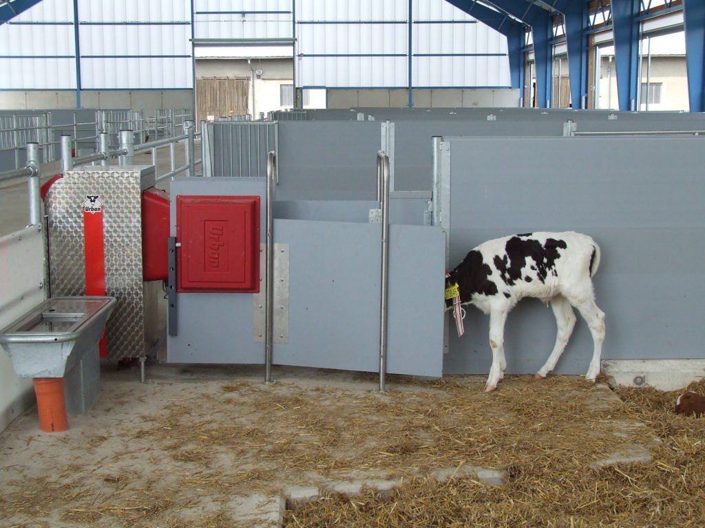 Využití výdejního místa mléčného krmného automatu pro dva kotce představuje vysoké potenciální riziko šíření patogenů mezi telaty