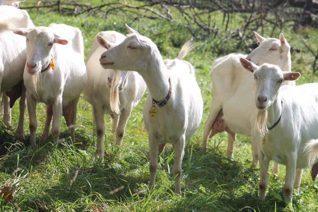 Koza bílá krátkosrstá je jedním ze tří dojných plemen chovaných v tuzemsku