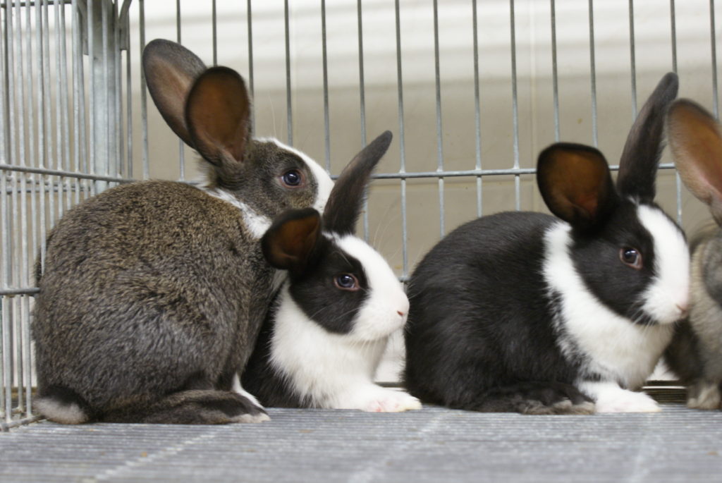 Kukuřičné otruby se ve výživě králíků ukázaly jako vhodná alternativa