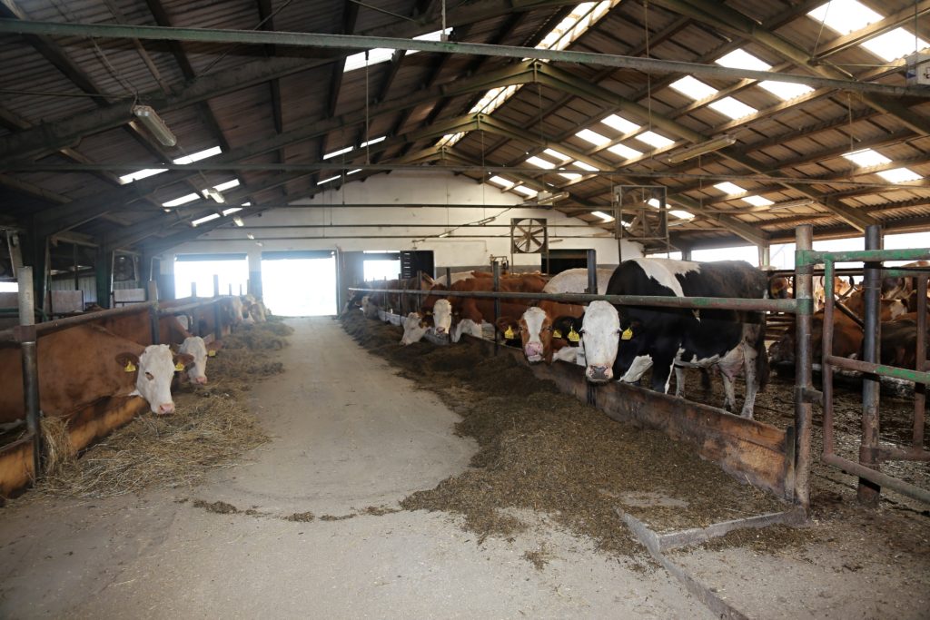 Hlavním zaměřením farmy je chov mléčného skotu