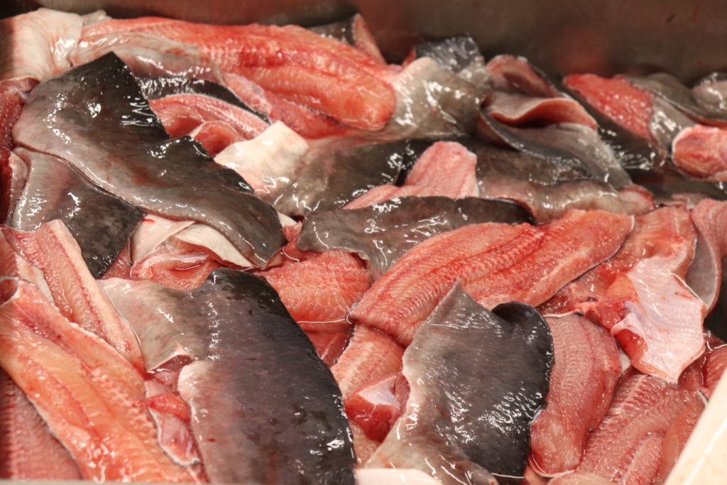 Chovu chutné a zdravé ryby – sumečka afrického se podnik věnuje od roku 2018 
