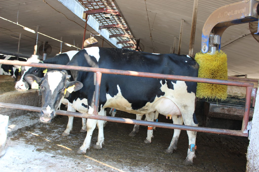 Pedometry umístěné na končetinách krav zaznamenávají pohybovou aktivitu 