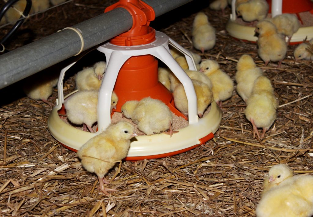 Zajištění optimální teploty je důležité pro to, aby kuřata byla aktivní a vyhledávala krmení a vodu k napájení
