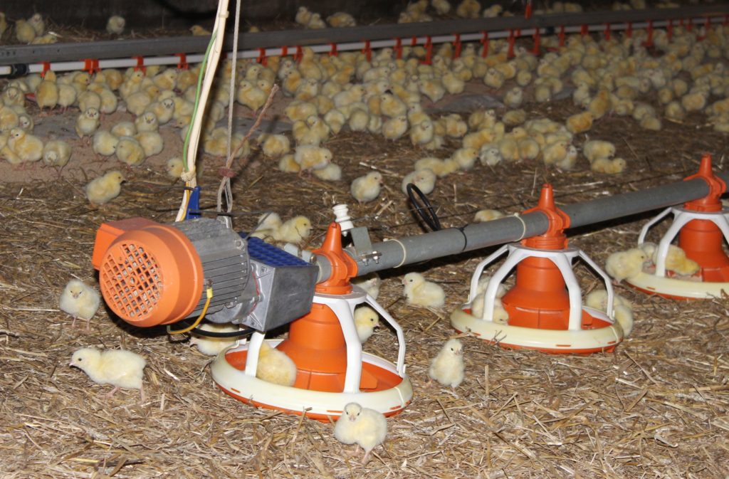 Řezaná sláma je často využívaným materiálem k podestýlání kuřat