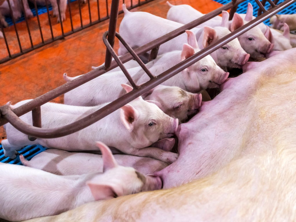 V prvních dnech života selat existuje mezi nimi tvrdá konkurence o struky prasnice