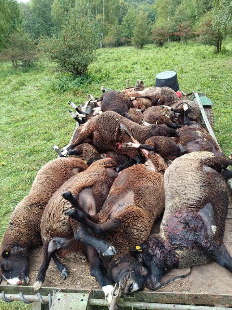 Následky jedné noci - 1500 kg živočišného materiálu pro asanační podnik