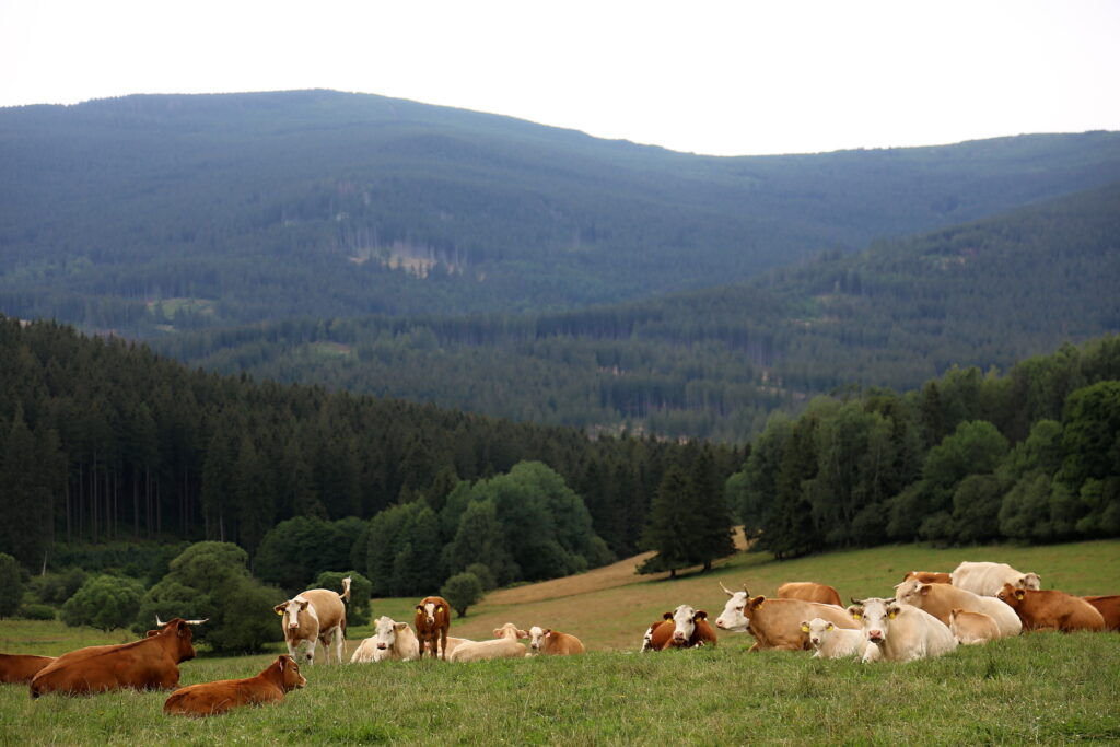 Farma Bovine obhospodařuje 540 hektarů převážně vlastních trvalých travních porostů, z nichž 230 hektarů druhově bohatých pastvin spadá do CHKO Jeseníky    