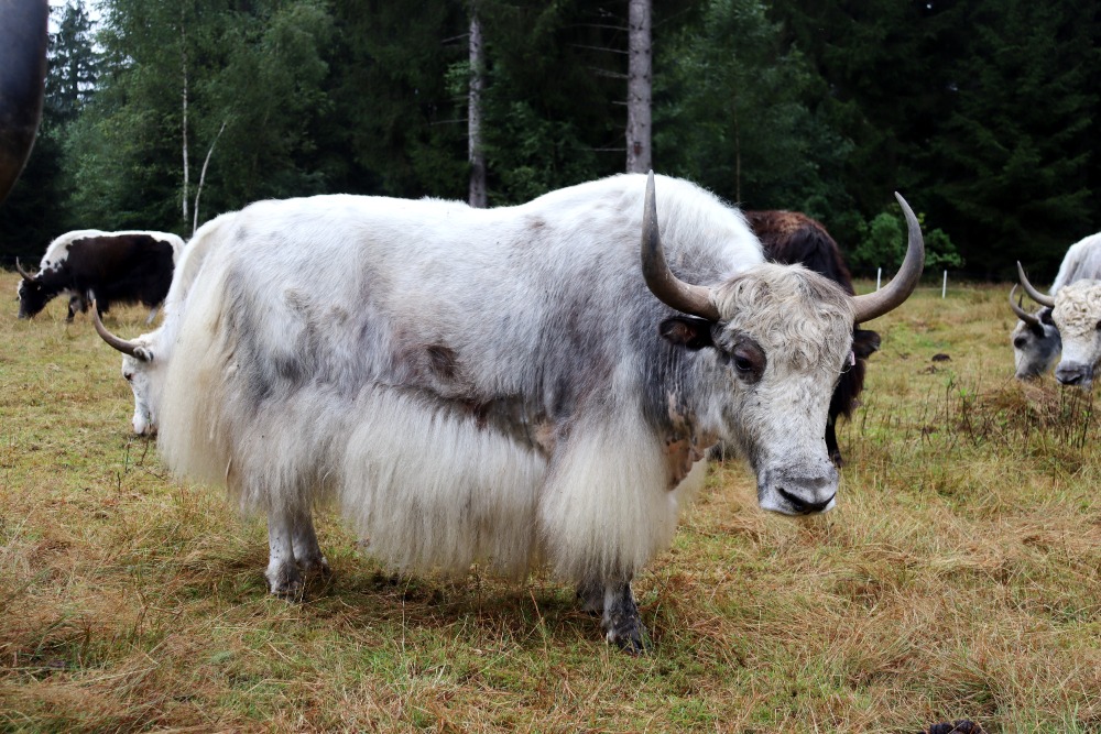 Jakům domácím to v Českém lese svědčí