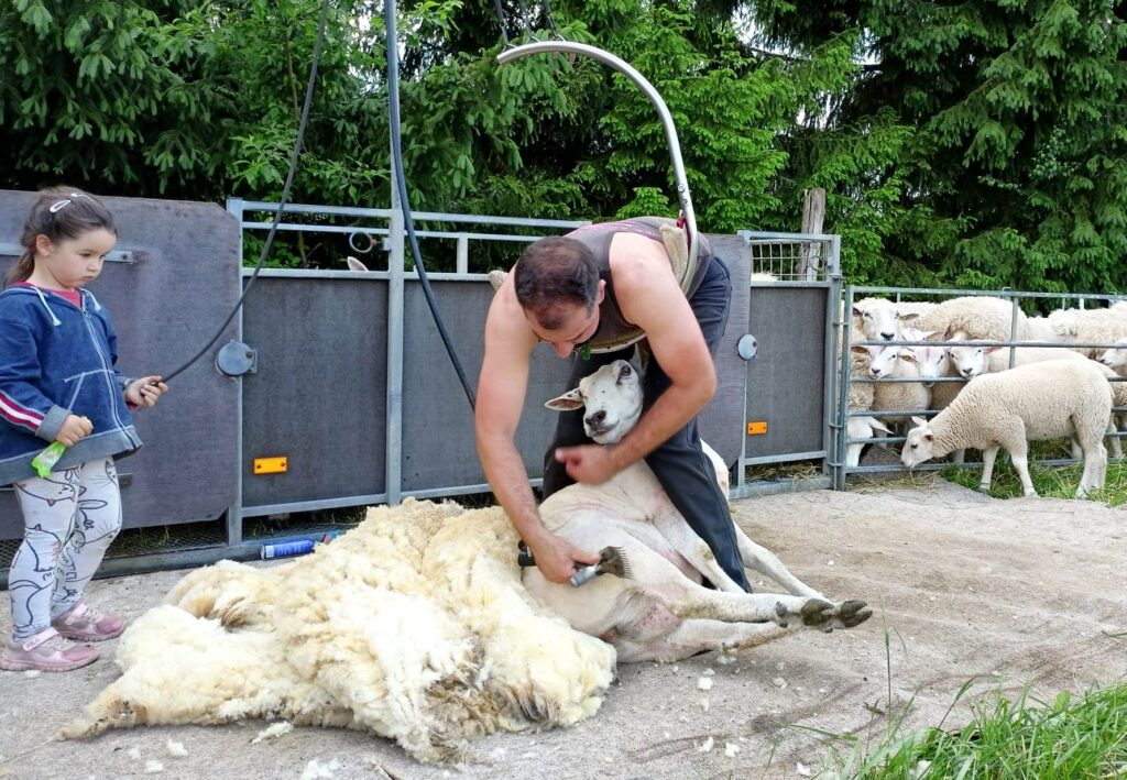 Mezi ovčáky známému střihači asistuje dcera Eliška