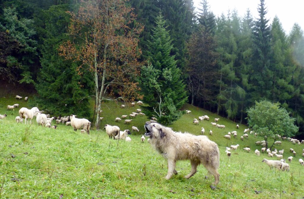 Pastevečtí psi se stávají standardní součástí stáda pasených zvířat (Foto Dana Bartošová)