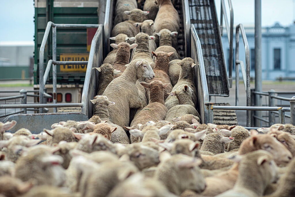 Státní veterinární správa mění pravidla pro svody zvířat vnímavých ke katarální horečce ovcí na vozidle za účelem jejich exportu  do členských zemí Evropské unie i do třetích zemí