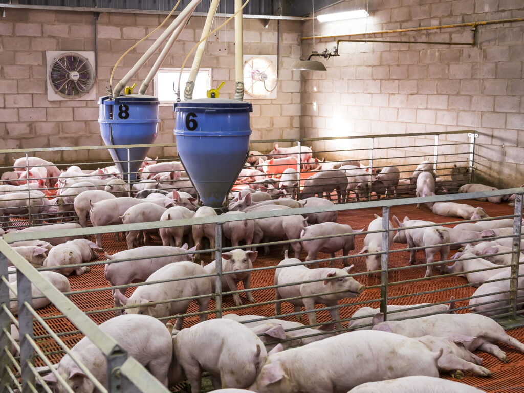 Intenzivní systém výroby poskytuje dobré ustájení, veterinární služby, zařízení na likvidaci odpadu a opatření biologické bezpečnosti