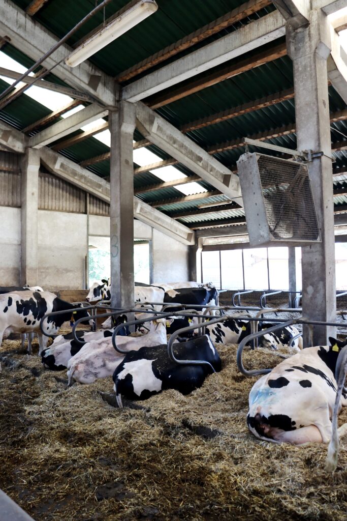 Výkonnými ventilátory chovatelé minimalizují rizika tepelného stresu