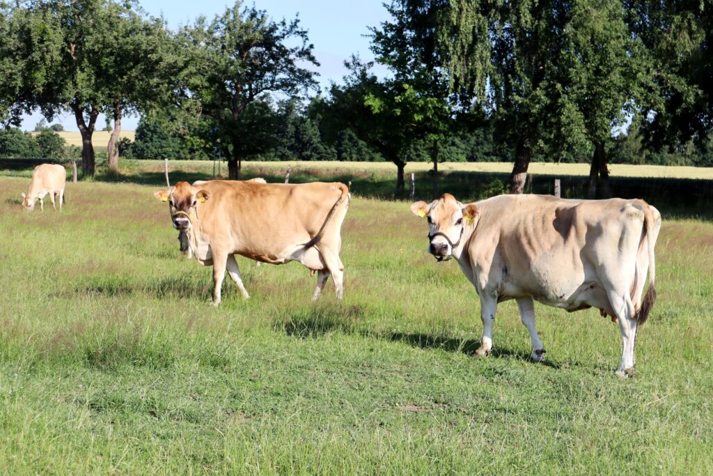 Na farmě jsou také čtyři jerseyské dojnice, vysokobřezí jalovici a tele ve věku šesti měsíců