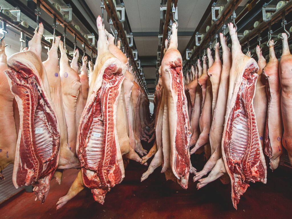 Latinská Amerika produkuje 9 milionů tun vepřového masa, což představuje 7,6 % světové produkce
