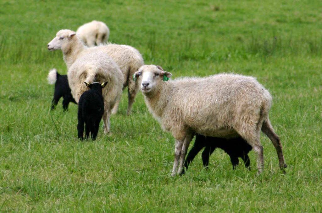 Kulhání je podle vědců největším problémem, který se týká zdraví a welfare na ovčích farmách