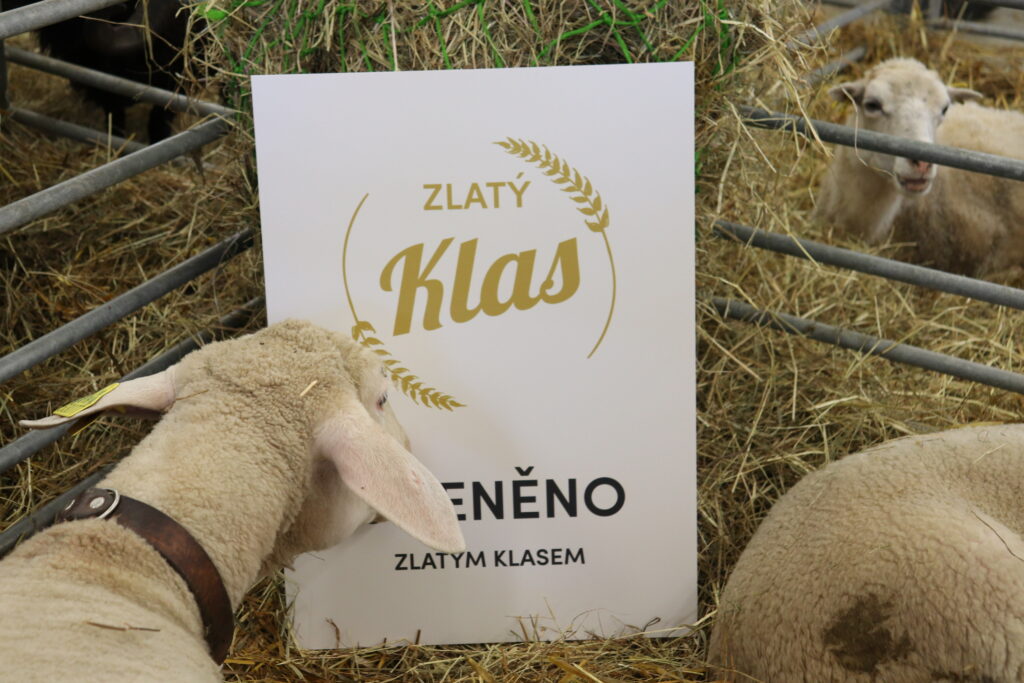 Plodná linie ovcí merinolandschaf 