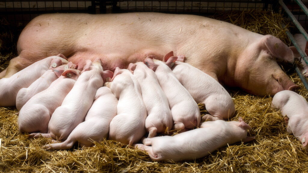 Dobře navržené strategie výživy prasnic a specifické živiny zvyšují celkovou produkci mleziva a vitalitu selat