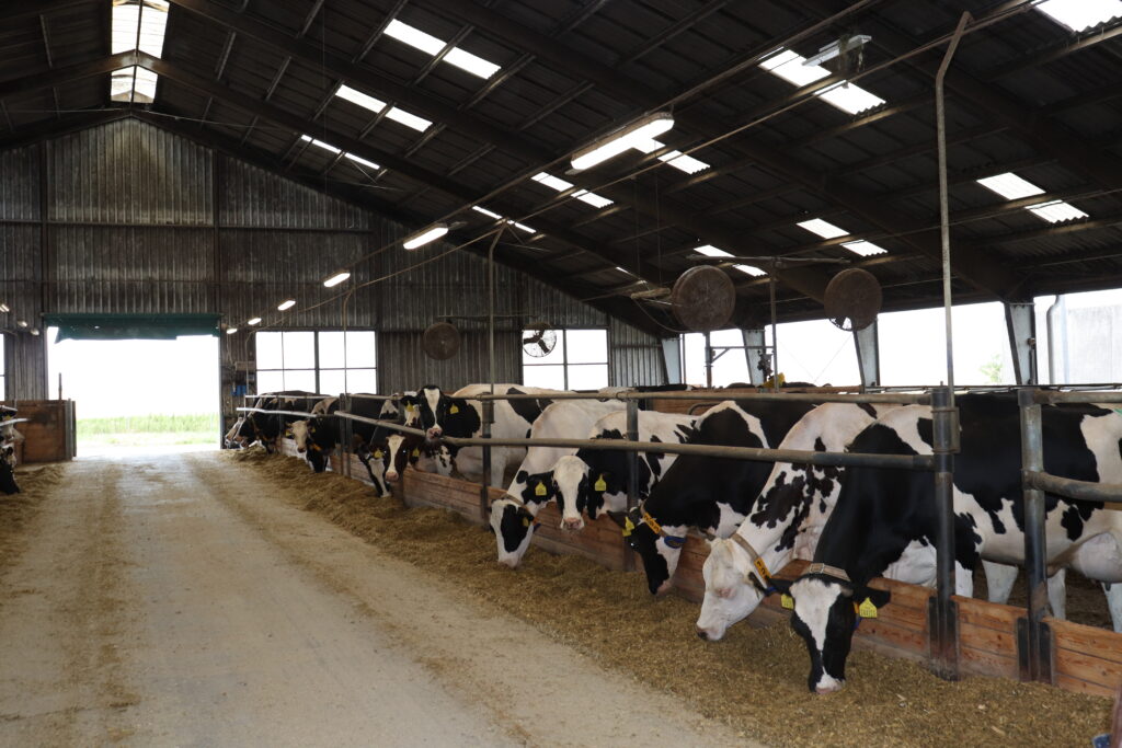 AGRO Hoštka nemá k dispozici nejmodernější stáje, přesto dopřává kravám dostatek pohody