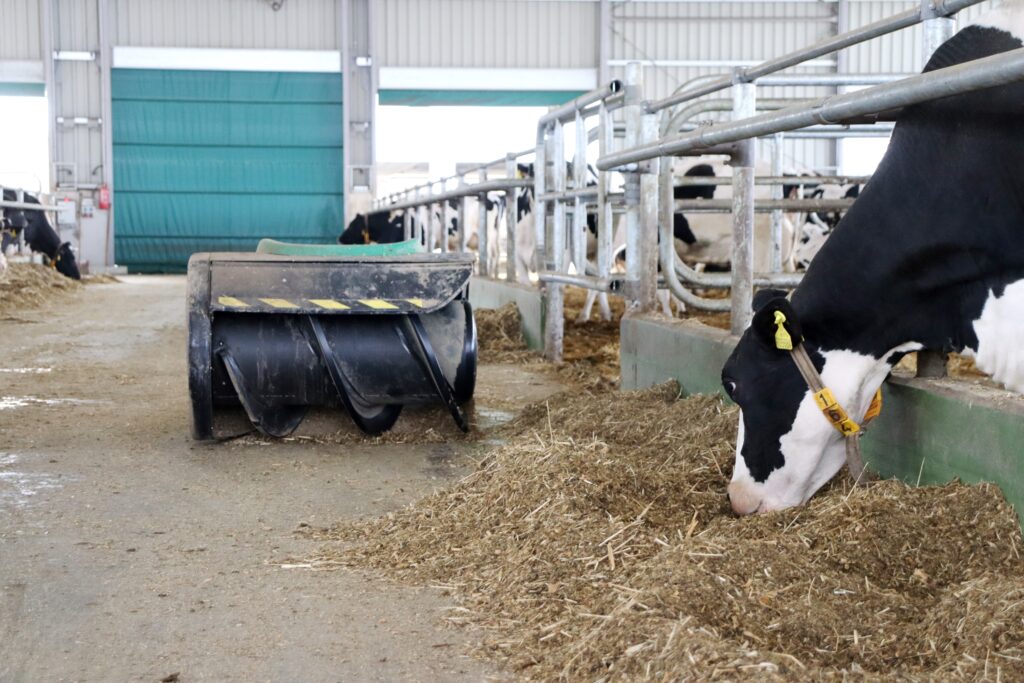 Robotický přihrnovač krmiva Bauer je v akci ve dvouhodinových intervalech