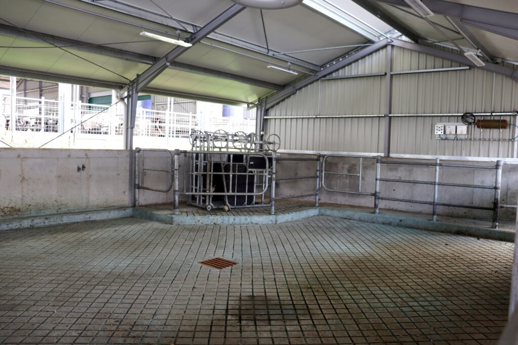 Separační stáj má kapacitu pro šestnáct krav