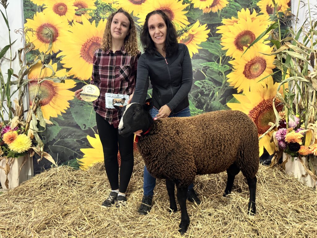 Vítězný zwartbleský beran linie Zoltan z chovu Farma Nezbedovi s. r. o.