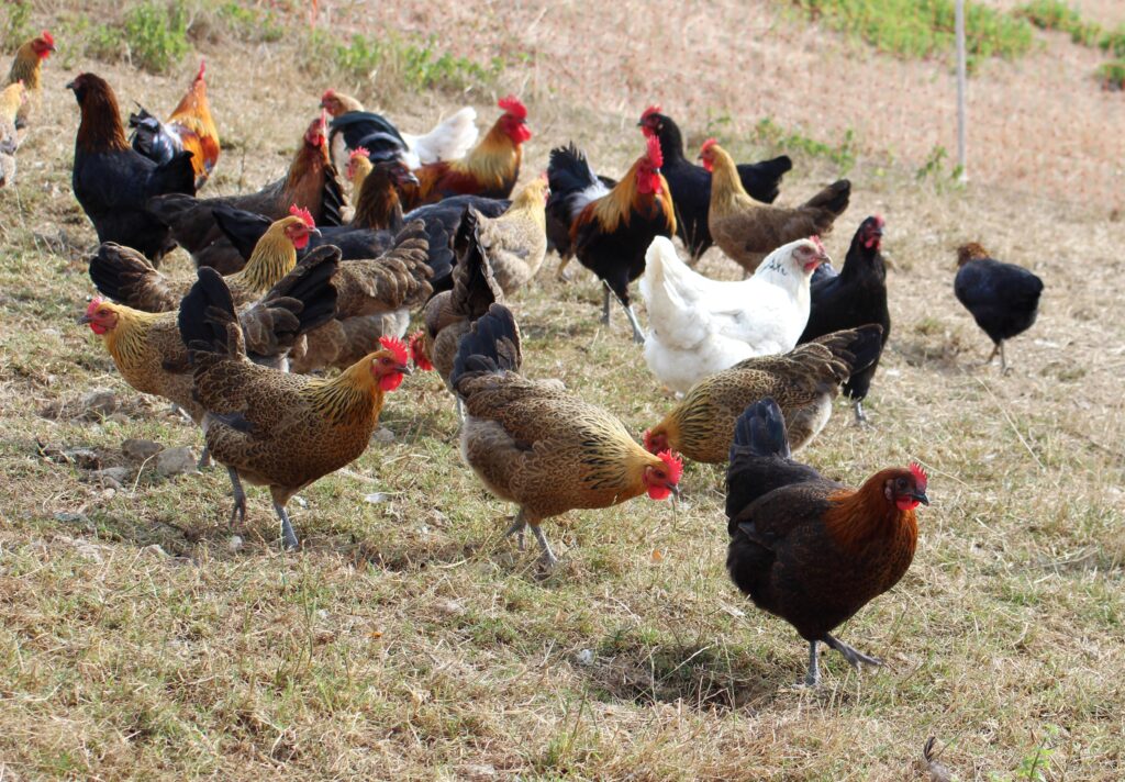 Letos bylo v malochovech drůbeže potvrzeno již sedmnáct ohnisek vysocepatogenní ptačí chřipky