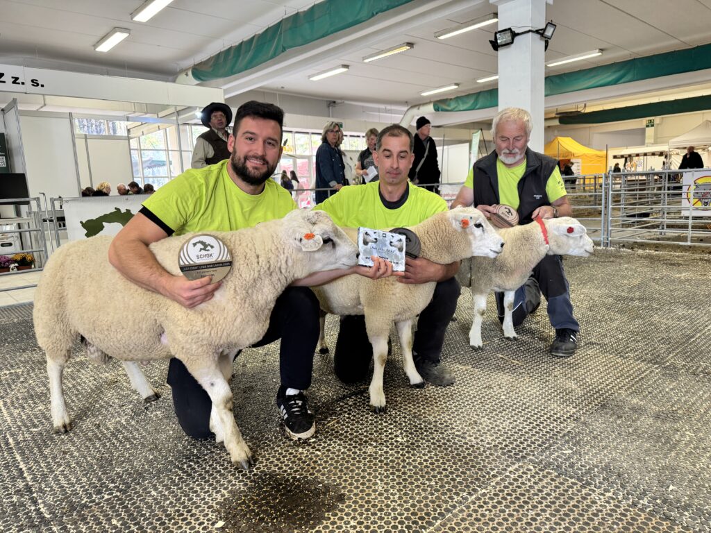 Nejlepší berani ENT plemene texel