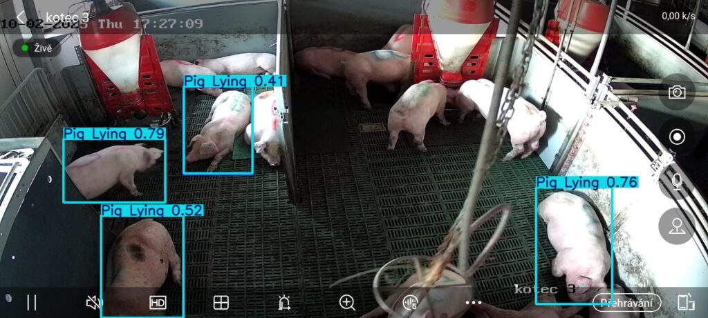 Rozlišení ležících prasat pomocí umělé inteligence