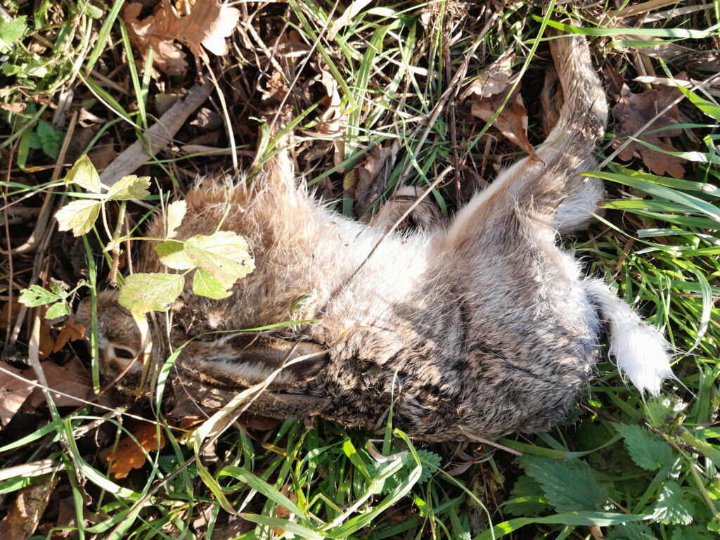 V případě nálezu uhynulých zajíců je třeba kontaktovat krajskou veterinární správu