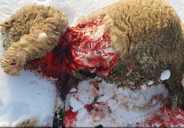 Útoků vlků na hospodářská zvířata každým rokem přibývá