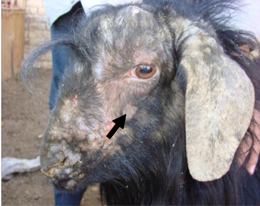 Neštovice ovcí a koz, zdroj: Medicine Journal of Advanced Veterinary and Animal Research