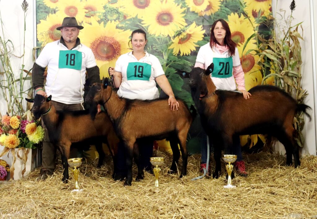 Premiérový národní šampionát koz hnědých krátkosrstých se opravdu vyvedl