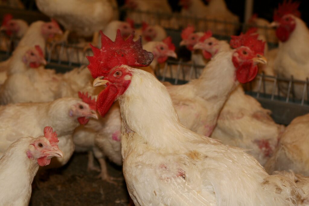 Ptačí chřipka se nevyhnula ani rodičovskému chovu kura domácího s produkcí násadových vajec společnosti MACH Drůbež a. s.