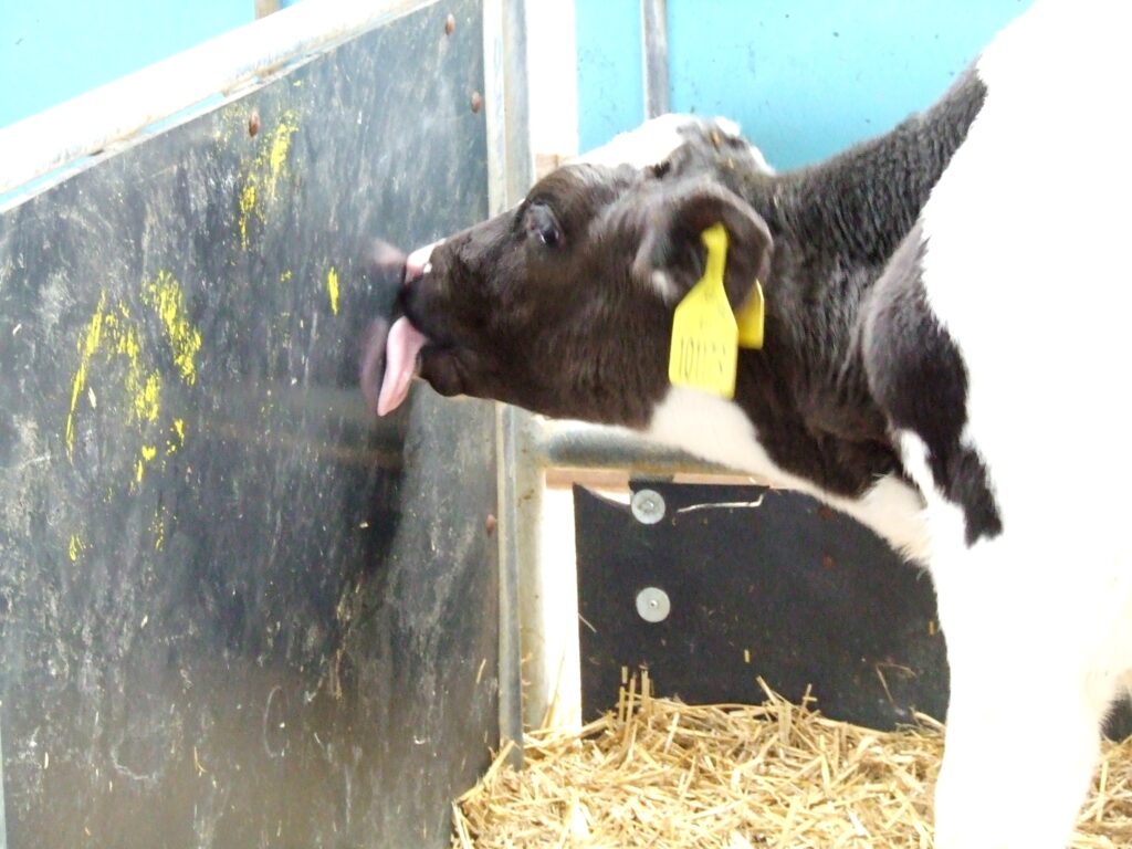 Telata se infikují během jednoho až dvou týdnů po narození fekálně-orální cestou požitím infekčních oocyst