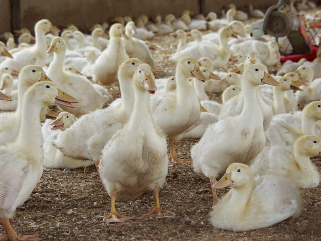 Čtvrté ohnisko vysocepatogenní ptačí chřipky bylo potvrzeno v chovu pekingských kachen společnosti Perena, s. r. o.